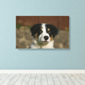 12 Wochen alter Border Collie Puppy-Headshot Leinwanddruck (Insitu (Holzboden))