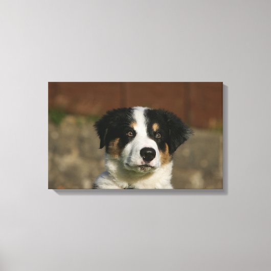 12 Wochen alter Border Collie Puppy-Headshot Leinwanddruck (Vorderseite)