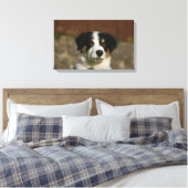 12 Wochen alter Border Collie Puppy-Headshot Leinwanddruck (Insitu (Schlafzimmer))