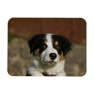 12 Wochen alter Border Collie Puppy-Headshot Magnet