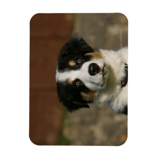 12 Wochen alter Border Collie Puppy-Headshot Magnet (Vertikal)