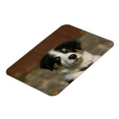 12 Wochen alter Border Collie Puppy-Headshot Magnet (Linke Seite)