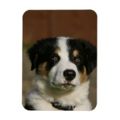12 Wochen alter Border Collie Puppy-Headshot Magnet (Vertikal)