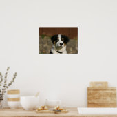 12 Wochen alter Border Collie Puppy-Headshot Poster (Küche)