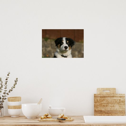 12 Wochen alter Border Collie Puppy-Headshot Poster (Küche)