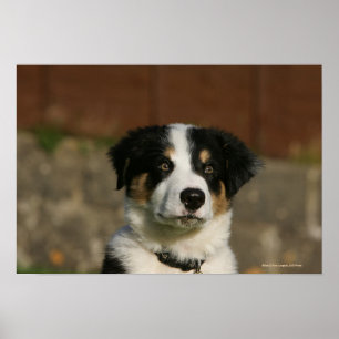 12 Wochen alter Border Collie Puppy-Headshot Poster