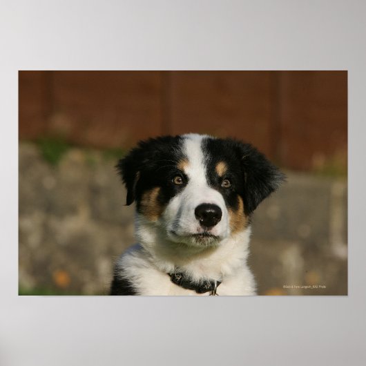 12 Wochen alter Border Collie Puppy-Headshot Poster (Vorne)