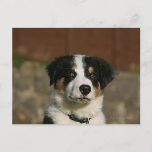 12 Wochen alter Border Collie Puppy-Headshot Postkarte (Vorderseite)