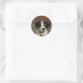 12 Wochen alter Border Collie Puppy-Headshot Runder Aufkleber (Tasche)