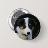 12 Wochen-alter Border-Collie-Welpe Button (Vorne & Hinten)
