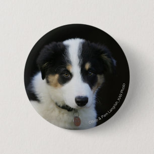 12 Wochen-alter Border-Collie-Welpe Button