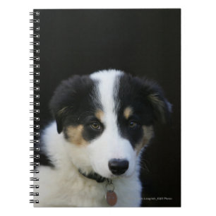 12 Wochen-alter Border-Collie-Welpe Notizblock
