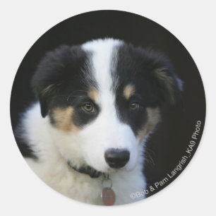 12 Wochen-alter Border-Collie-Welpe Runder Aufkleber