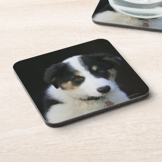 12 Wochen-alter Border-Collie-Welpe Untersetzer (Linke Seite)