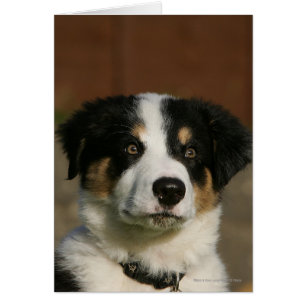 12 Wochen-alter Border-Collie-WelpeHeadshot