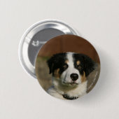12 Wochen-alter Border-Collie-WelpeHeadshot Button (Vorne & Hinten)