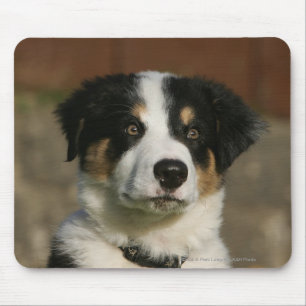 12 Wochen-alter Border-Collie-WelpeHeadshot Mousepad