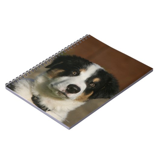 12 Wochen-alter Border-Collie-WelpeHeadshot Notizblock (Linke Seite)