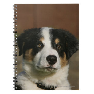 12 Wochen-alter Border-Collie-WelpeHeadshot Notizblock