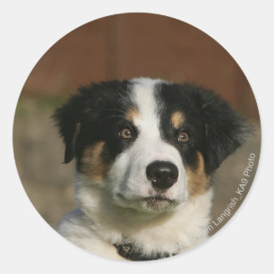 12 Wochen-alter Border-Collie-WelpeHeadshot Runder Aufkleber