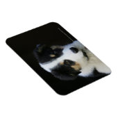 12 Wochen altes Grenz-Collie-Welpe Magnet (Rechte Seite)