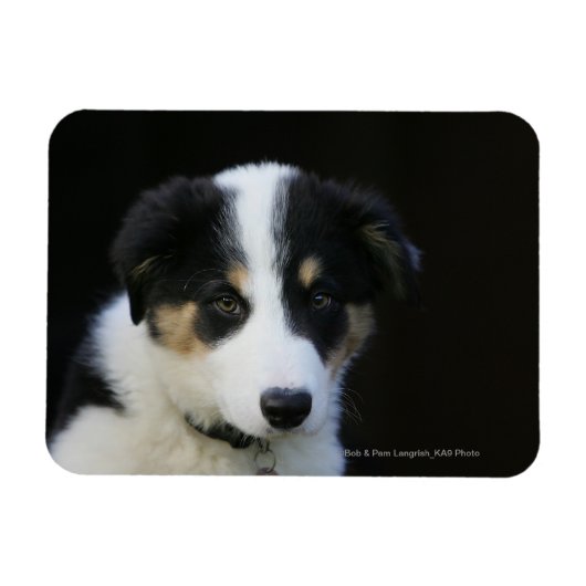 12 Wochen altes Grenz-Collie-Welpe Magnet (Horizontal)