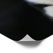 12 Wochen altes Grenz-Collie-Welpe Poster (Ecke)