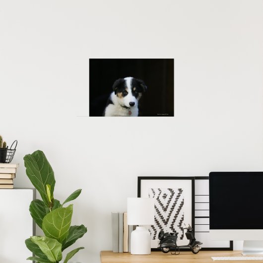 12 Wochen altes Grenz-Collie-Welpe Poster (Heimbüro)