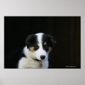 12 Wochen altes Grenz-Collie-Welpe Poster (Vorne)