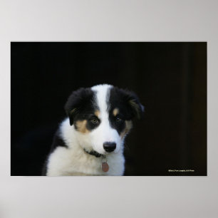 12 Wochen altes Grenz-Collie-Welpe Poster