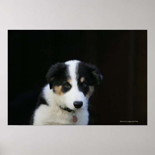 12 Wochen altes Grenz-Collie-Welpe Poster (Vorne)