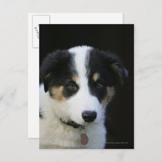 12 Wochen altes Grenz-Collie-Welpe Postkarte (Vorne/Hinten)