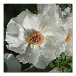 12"x12" Baumpeony Fotodruck