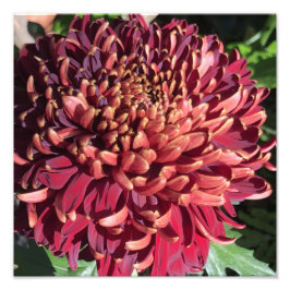 12"x12" Chrysantheme Fotodruck