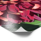 12"x12" Chrysanthemum Fotodruck (Ecke)