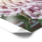 12"x12" Chrysanthemum Fotodruck (Ecke)