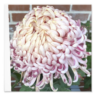 12"x12" Chrysanthemum Fotodruck