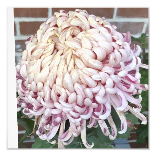 12"x12" Chrysanthemum Fotodruck (Vorne)