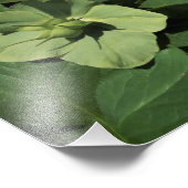 12 "x12" Grüner Hellebore Fotodruck (Ecke)