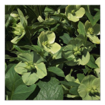 12 "x12" Grüner Hellebore