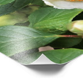 12"x12" Japanische Stewartia Fotodruck (Ecke)