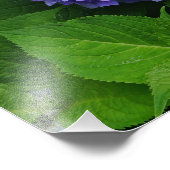 12"x12" Lavendel Hydrangea Fotodruck (Ecke)