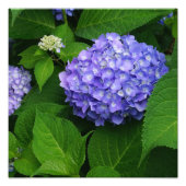 12"x12" Lavendel Hydrangea Fotodruck (Vorne)