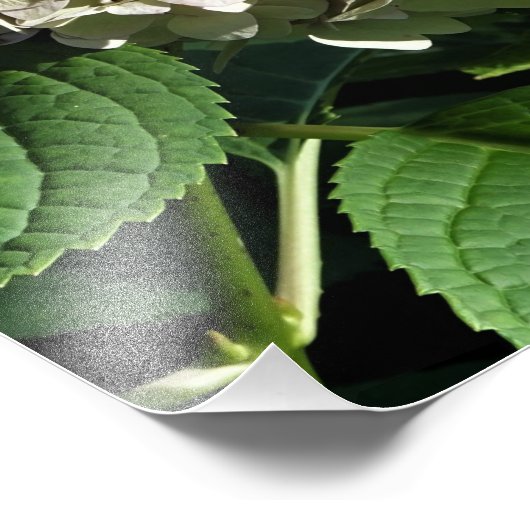12"x12" Panicle Hydrangea Fotodruck (Ecke)
