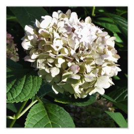 12"x12" Panicle Hydrangea Fotodruck