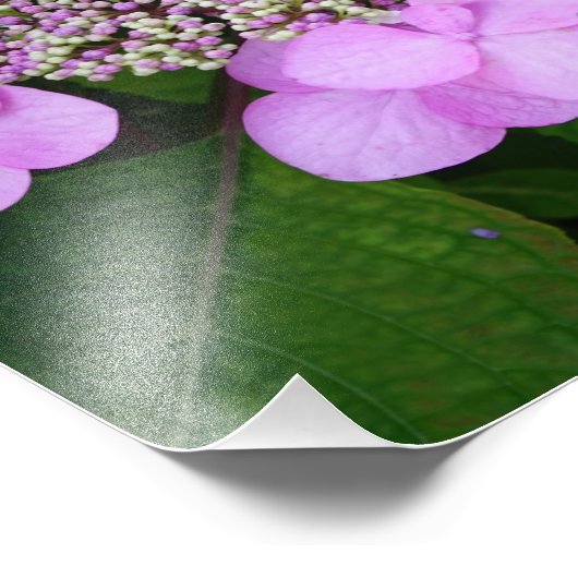 12"x12" Pink Hydrangea Fotodruck (Ecke)