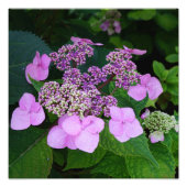 12"x12" Pink Hydrangea Fotodruck (Vorne)