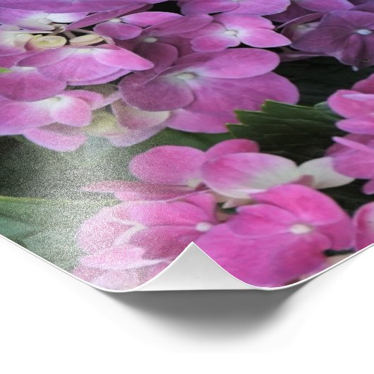 12"x12" Pink Hydrangea Fotodruck (Ecke)