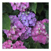 12"x12" Pink Hydrangea Fotodruck (Vorne)