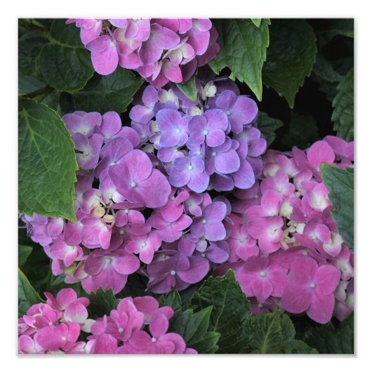 12"x12" Pink Hydrangea Fotodruck (Vorne)
